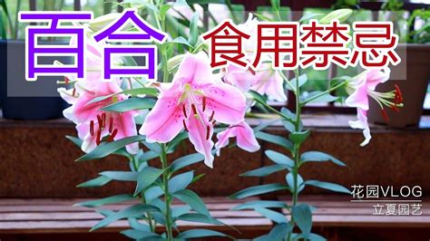 百合花的功效|百合食用功效和禁忌解析！百合料理食譜、中藥用途公開